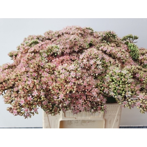 SEDUM MATRONA