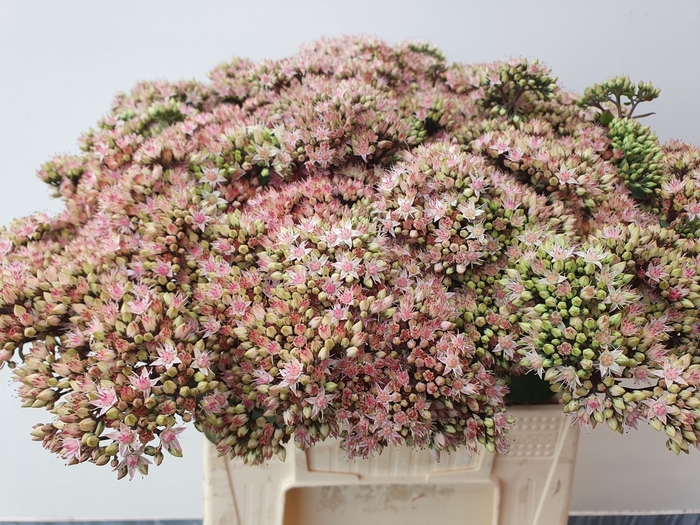 <h4>SEDUM MATRONA</h4>