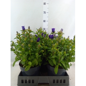 Campanula medium 'Appeal White'