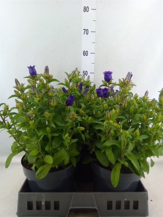 <h4>Campanula medium 'Appeal White'</h4>