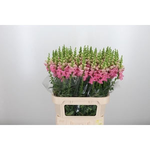 Antirrhinum Po Pink