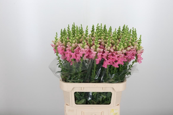 <h4>Antirrhinum Po Pink</h4>