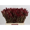 Leucadendron Jester Spray