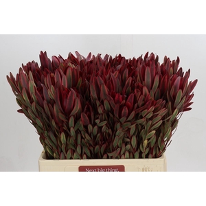 Leucadendron Jester Spray