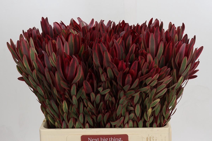 <h4>Leucadendron Jester Spray</h4>
