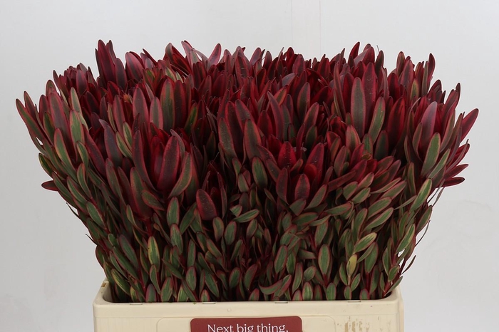 Leucadendron Jester Spray