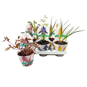 VASTE PLANTEN OV