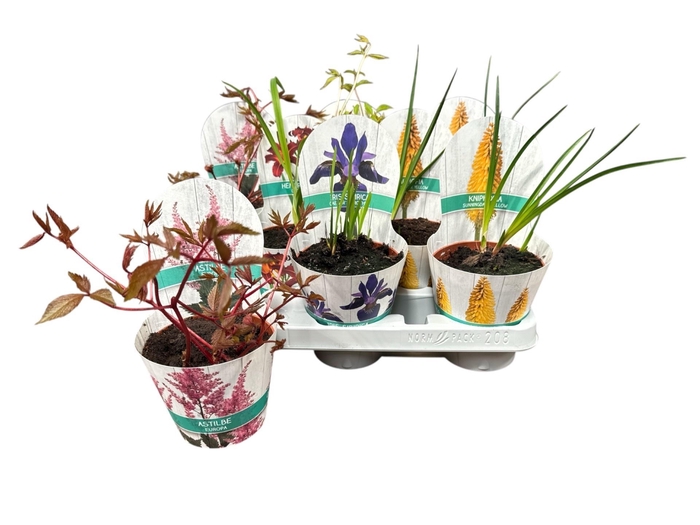 <h4>VASTE PLANTEN OV</h4>