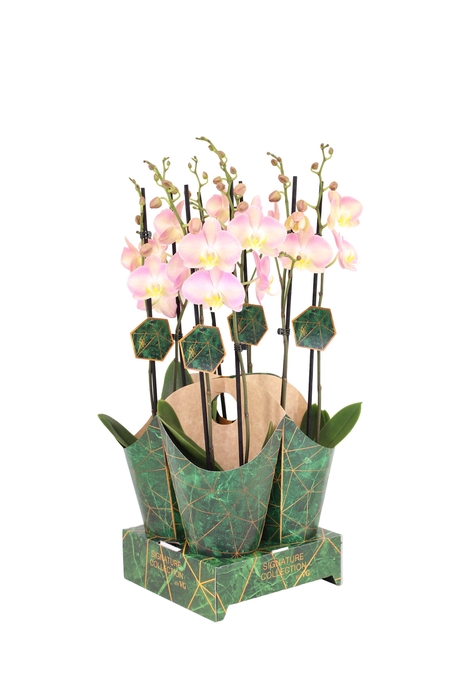 <h4>Signature Golden Nature Cover Phal Rapunzel 2T16+</h4>