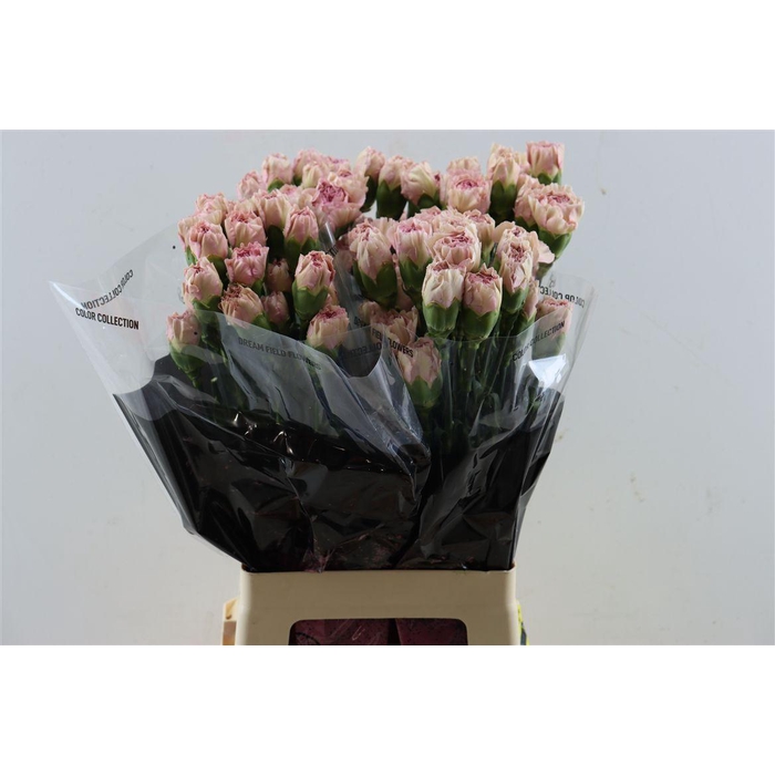 <h4>Di St Creola</h4>