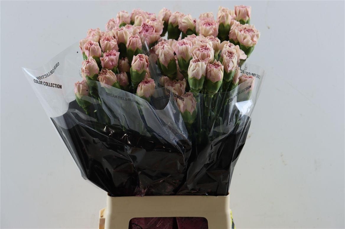 <h4>Di St Creola</h4>