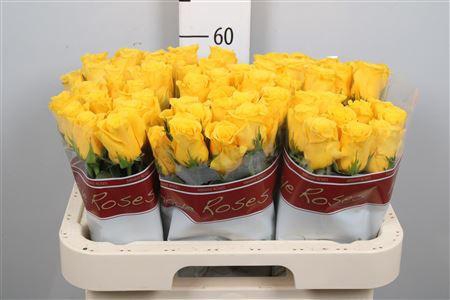 <h4>R Gr Momentum+</h4>