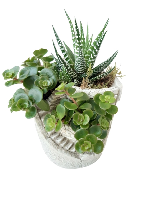 <h4>Arr.   Kamerplant Groen L%</h4>