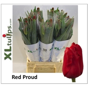 Tulipa fre red proud