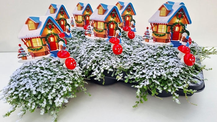 Solei Sol Groen + X-mas Deco