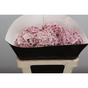 Hydr Wx 50cm Oceana