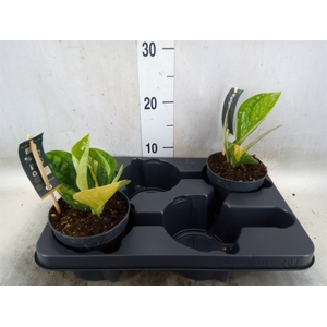 Epipremnum   ...
