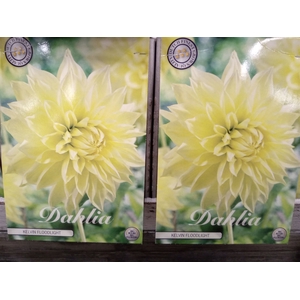 Dahlia   ...flowerbulbs