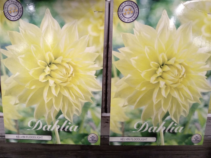 <h4>Dahlia   ...flowerbulbs</h4>