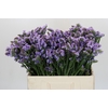 Limonium sinuatum Donau Birds