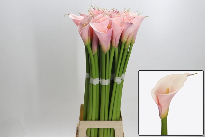 <h4>ZANT AE EYD PINK</h4>