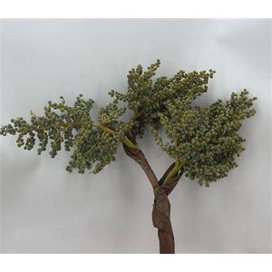 Dadels Tros Lago Corone 2 Kg Verde