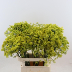 Anethum Graveolens