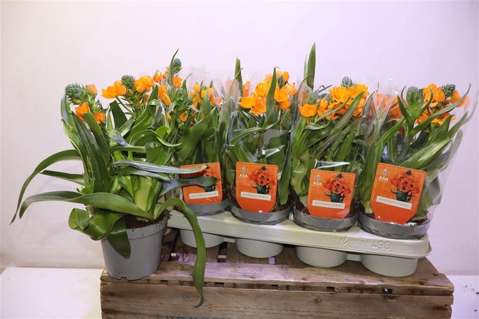 <h4>arr8 Ornit Dubium</h4>