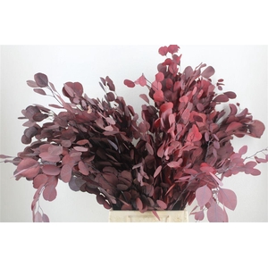 Pres Euca Populus Red 150gr P Bunch