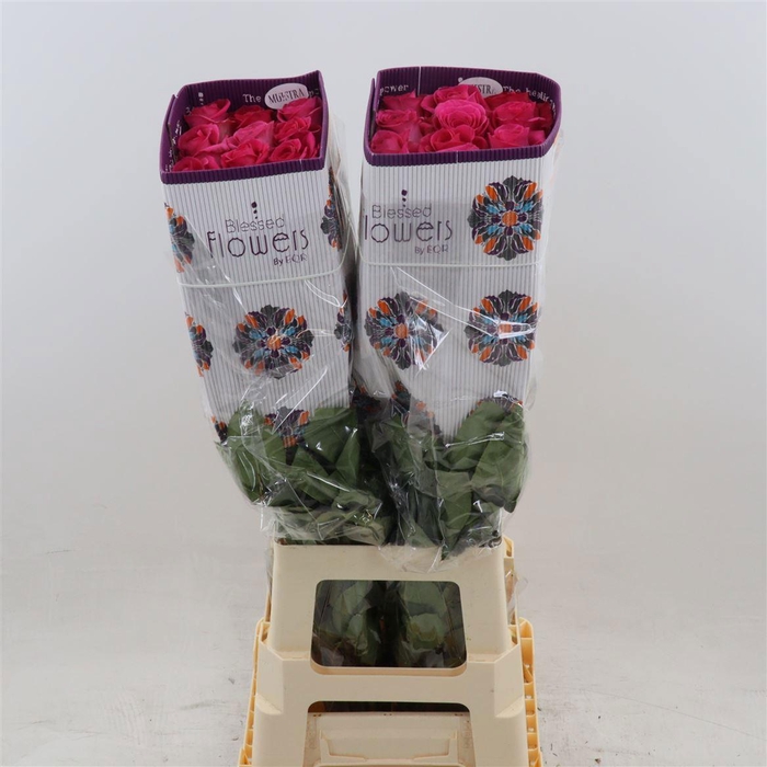 <h4>R GR PINK FLOYD!</h4>