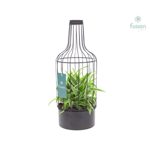 Metaal fles zwart Medium met Chlorophytum