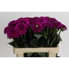 Dahlia Purple Fox