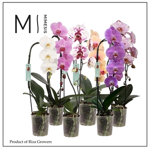 Mimesis Phal. Flow Mix - 1 spike 12cm