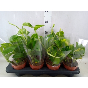 Epipremnum pinn. 'Aureum'