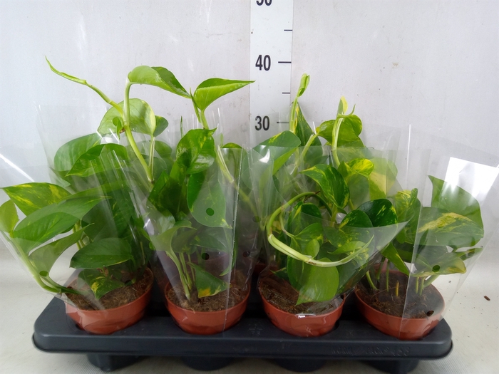 <h4>Epipremnum pinn. 'Aureum'</h4>