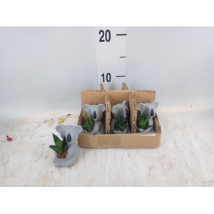 Arr.  Succulents L%