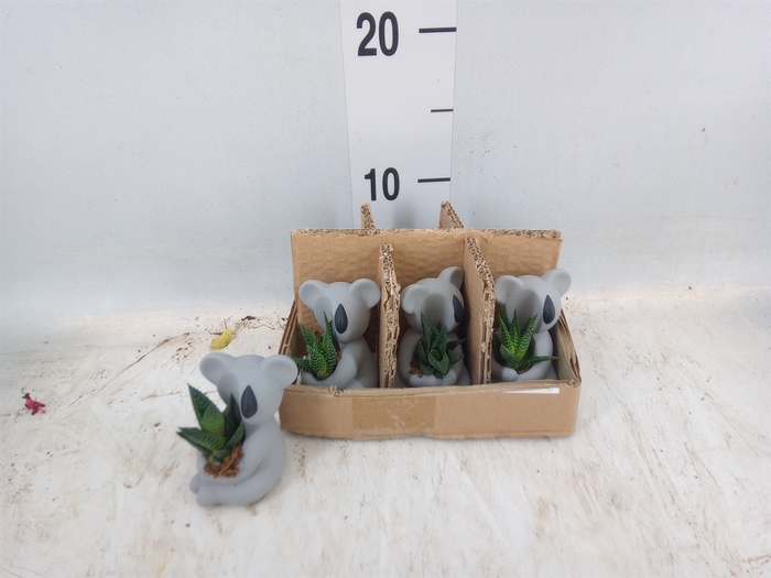 <h4>Arr.  Succulents L%</h4>