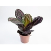 CALATHEA RUBI P17
