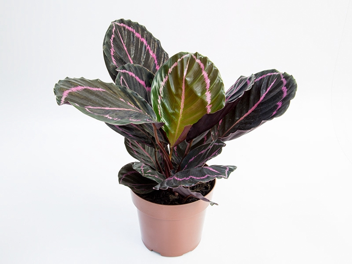 CALATHEA RUBI P17