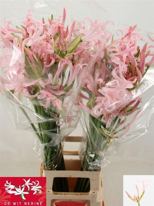 <h4>Nerine Bo Sofie</h4>