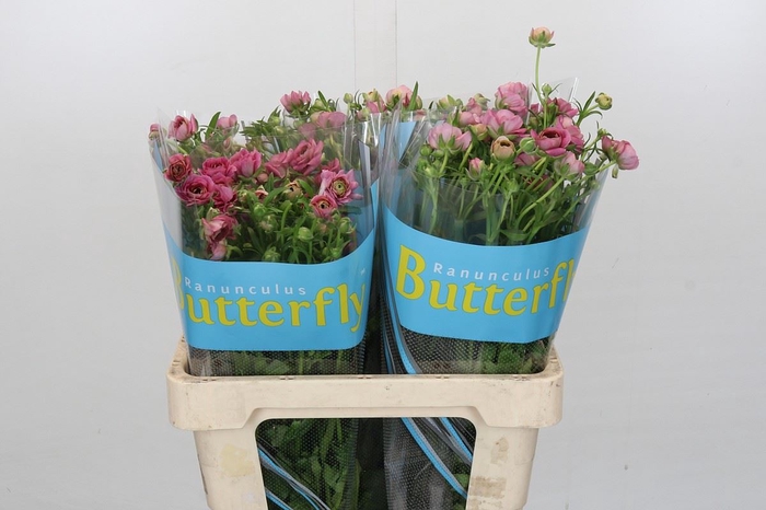 <h4>RANUNCULUS BUTTERFLY JUPITER</h4>