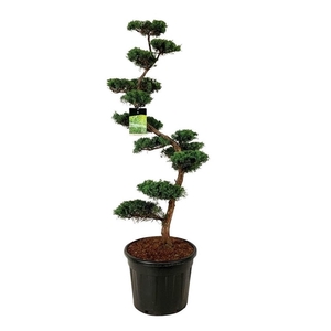 Juniperus virg. 'Grey Owl'