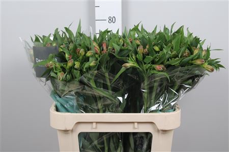 <h4>Alstroemeria  'Heartbreaker'</h4>