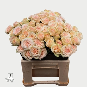 Rosa TR 'Pinky Promise'