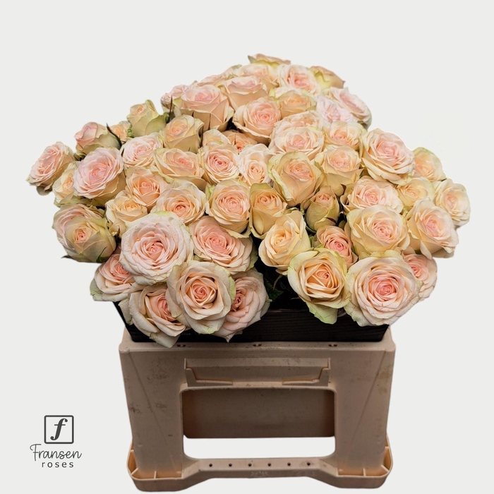 <h4>Rosa TR 'Pinky Promise'</h4>