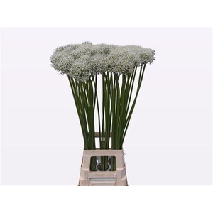 Allium Mount Everest