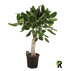 Ficus benghalensis Audrey flat braid