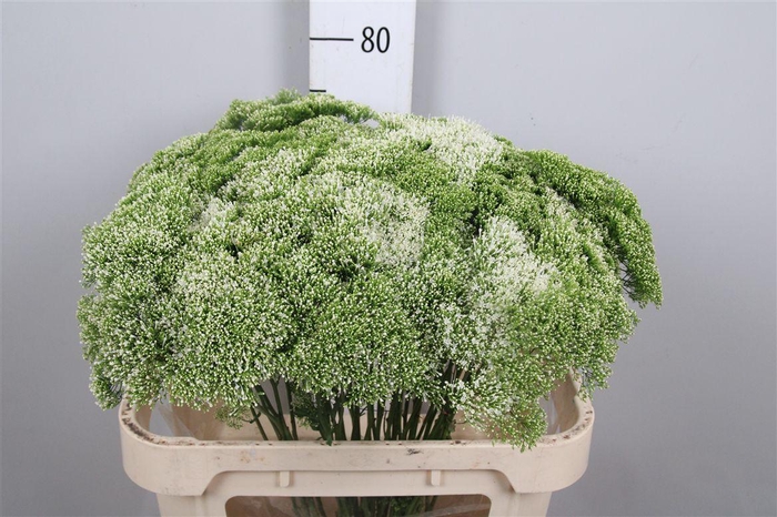 <h4>Trach Lake Powell</h4>