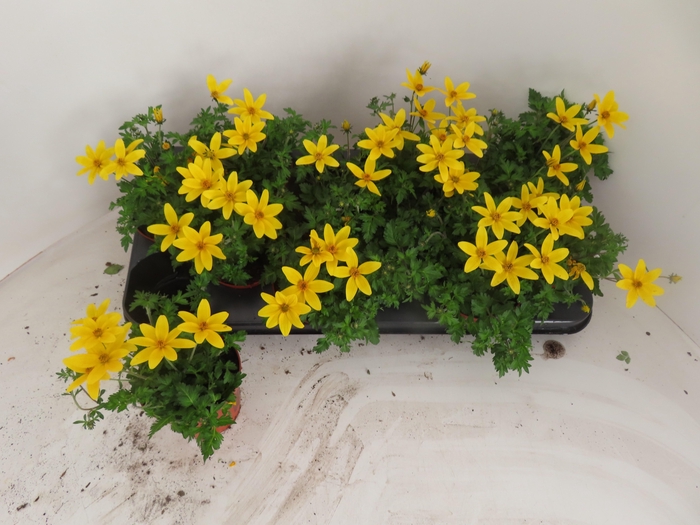 <h4>BID YELLOW CHARM</h4>