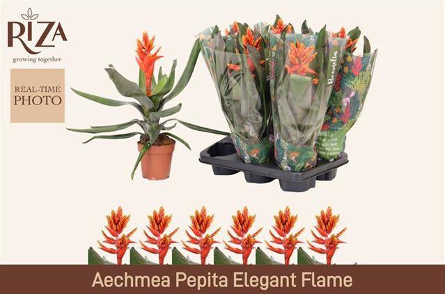 <h4>AECH PE ELEGANT FLAM</h4>